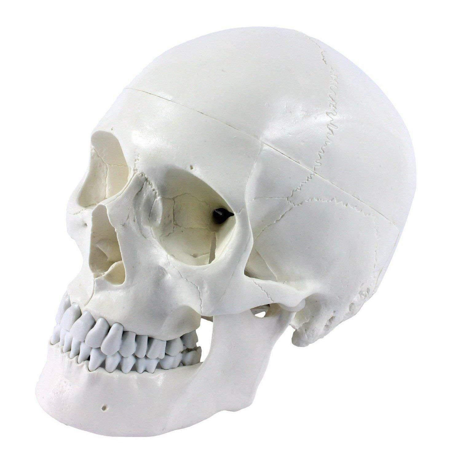 Model czaszki człowieka dydaktyczna  biała do lekcji anatomii
