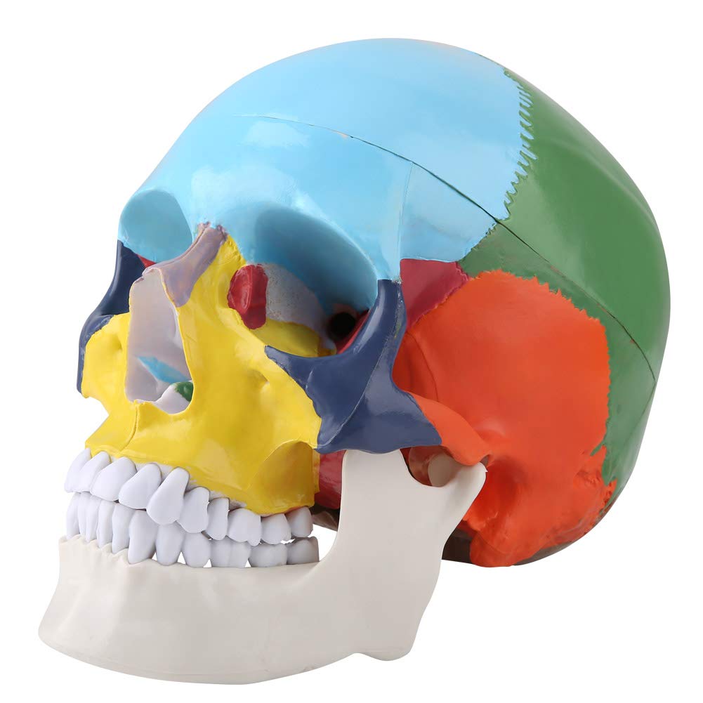 Model czaszki człowieka dydaktyczna kolorowa do lekcji anatomii